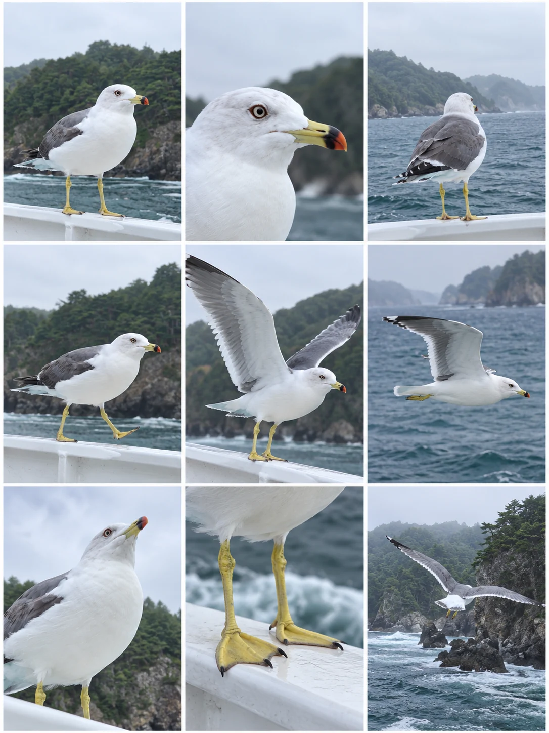 同じ海鳥の異なる瞬間を3列3行に並べた9コマのカメラロール。